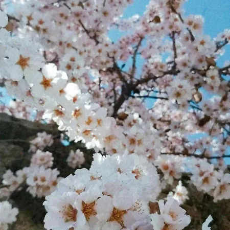 Cantinho Da Aldeia Castedo