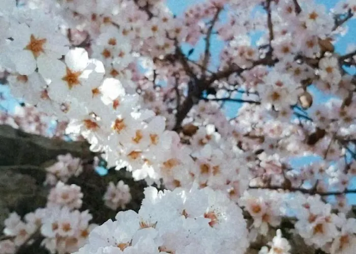 Cantinho Da Aldeia Castedo